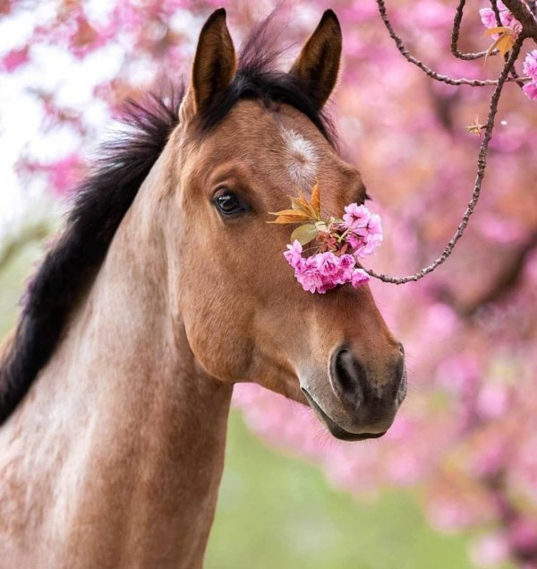 лошадка красивая