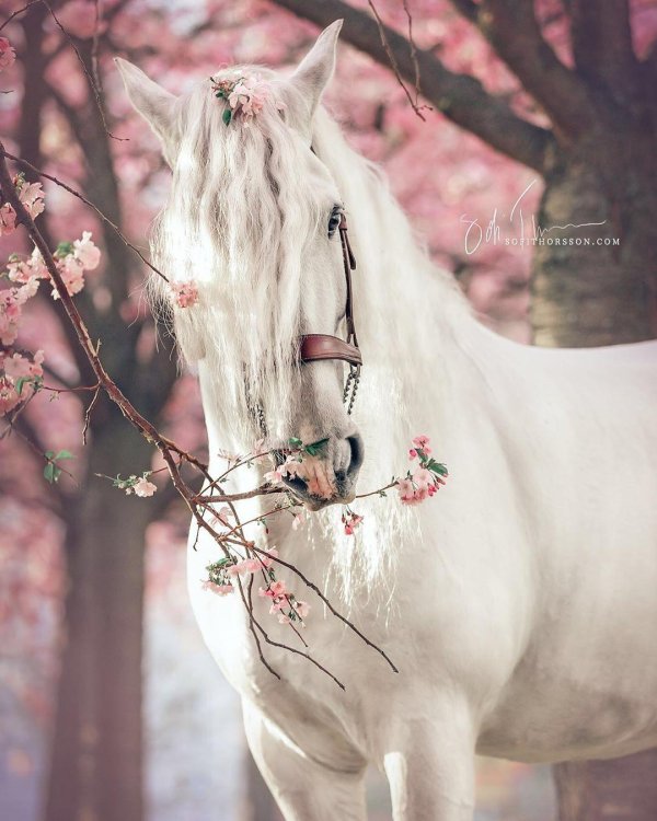 лошади красивые