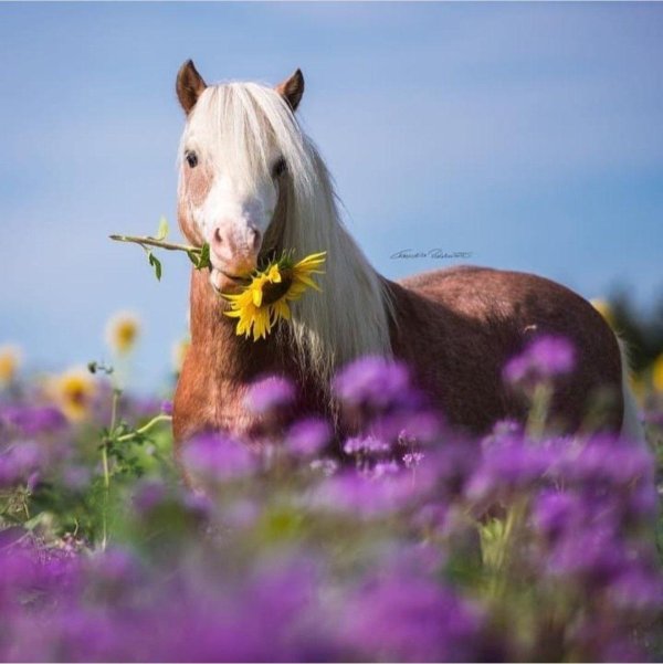 забавные лошадки