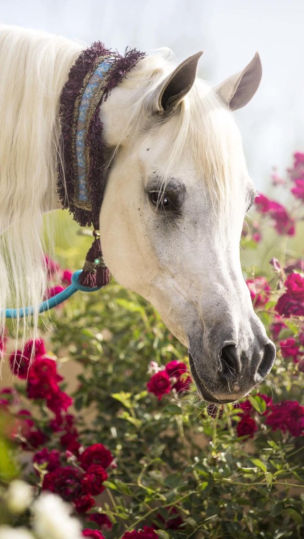 конь арабский скакун