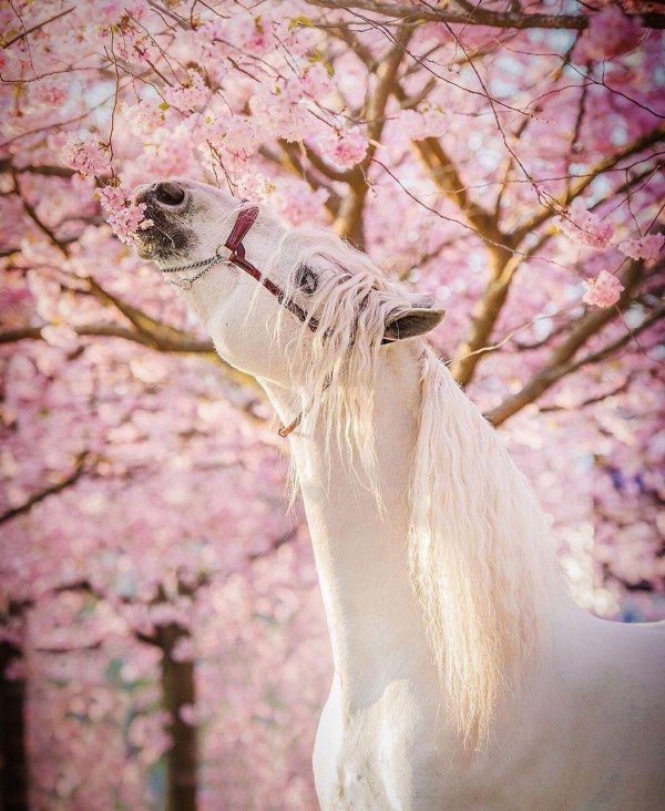 лошади красивые