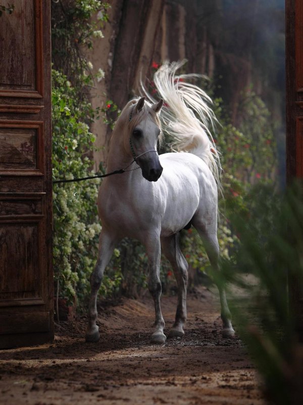 арабская скаковая порода лошадей