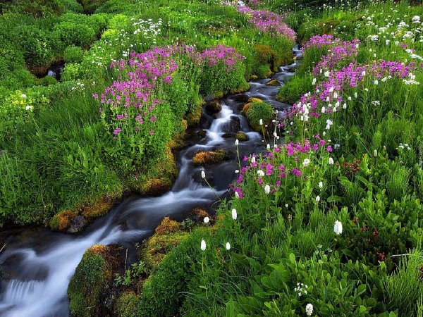 родник ручей