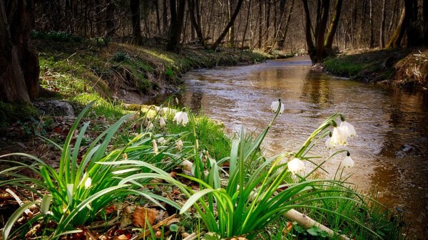 подснежник в лесу