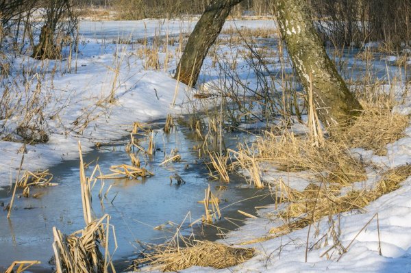 проталины весной