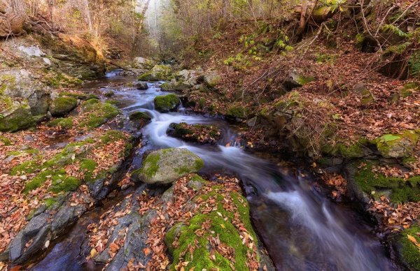 таежный ручей