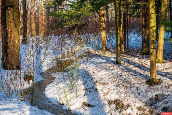 весенний лес