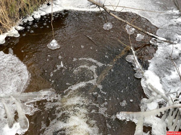 в зимнем лесу