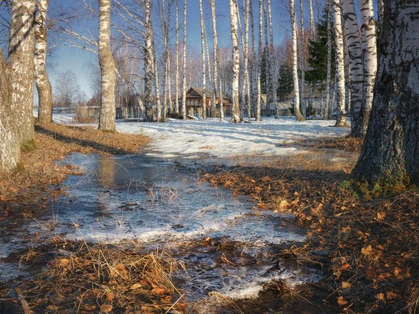береза ранней весной