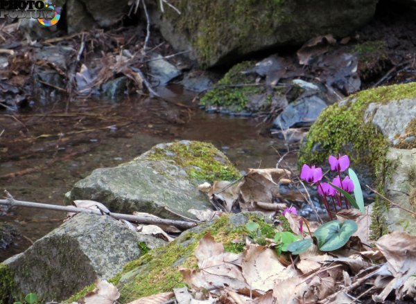 цикламен дикий