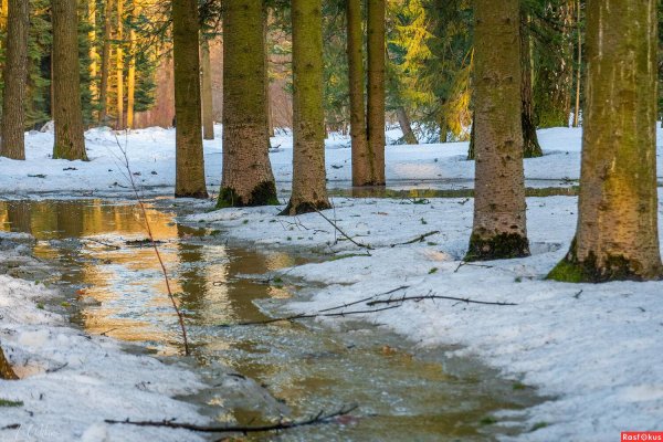 весенний лес апрель