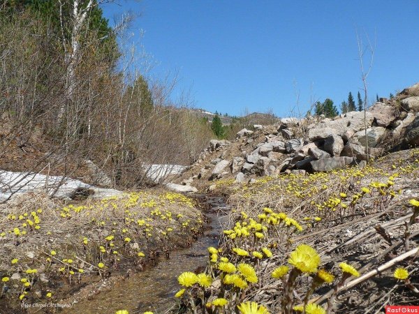 матьимачеха матьимачеха