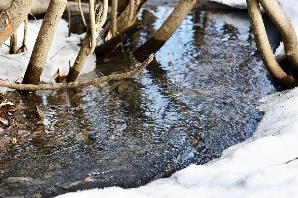 журчат ручьи