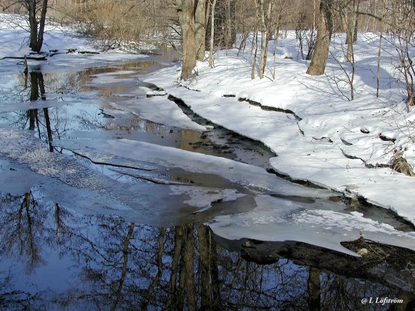 природа ранней весной