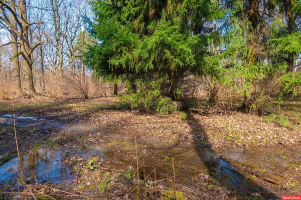 тихвин болота