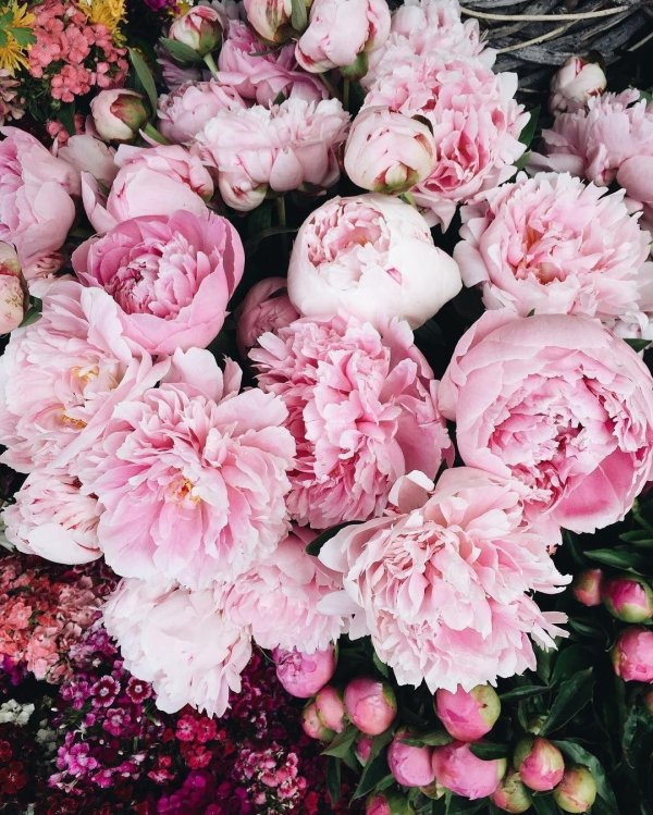 пиони пинк peony pink