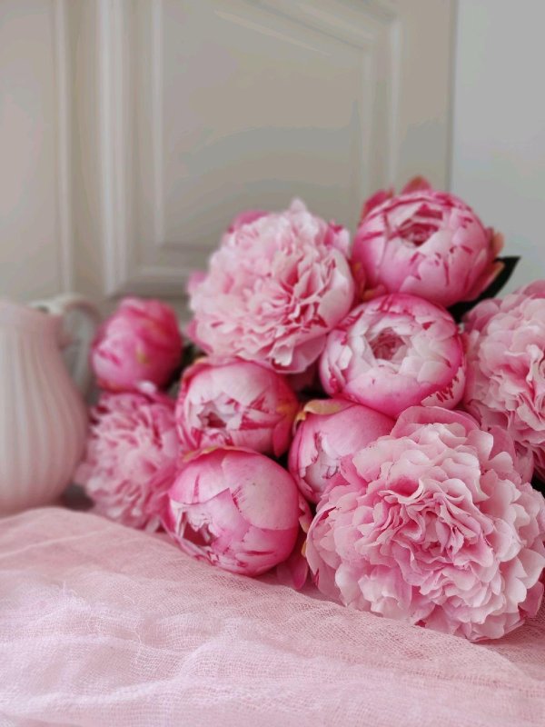 пион нежно розовый