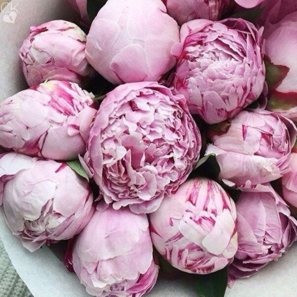 роскошные пионы