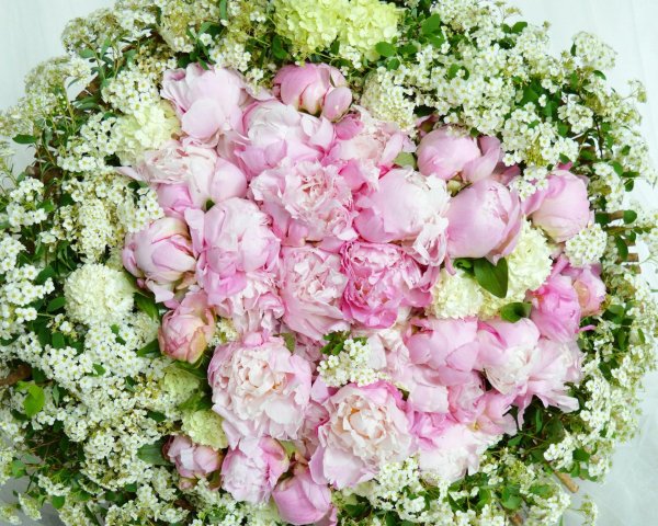 гипсофилы и гортензии