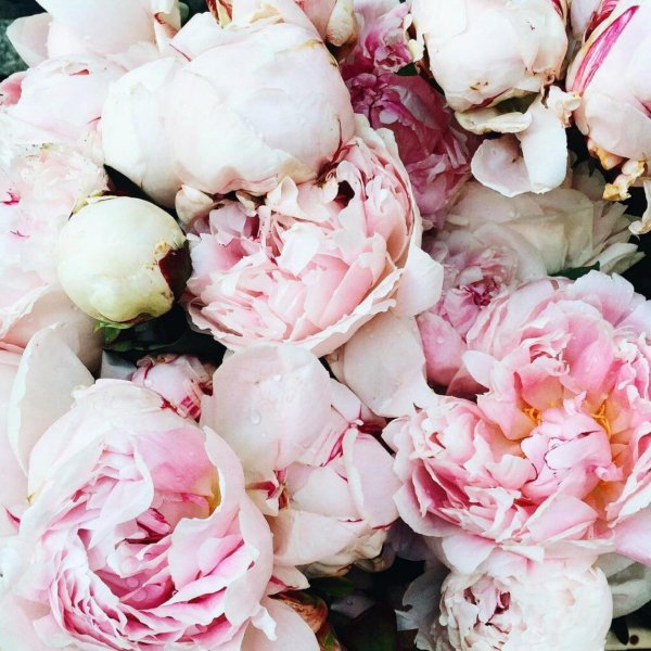 цветок пион