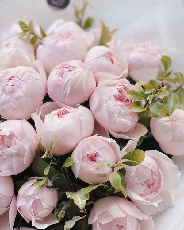 белые пионовидные розы