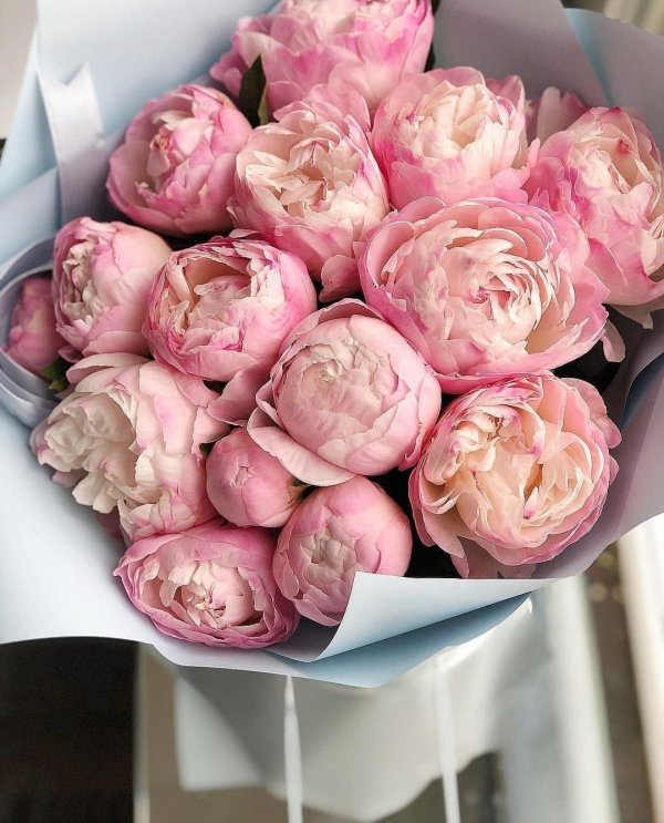 пион бомбовидный