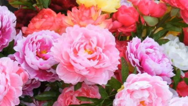 пион селебрейт