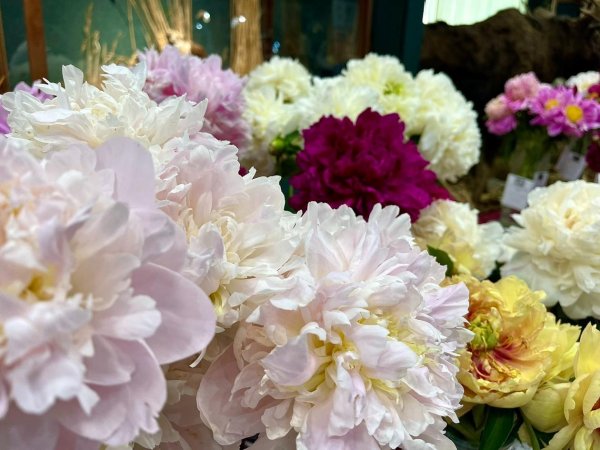 сорта пионов