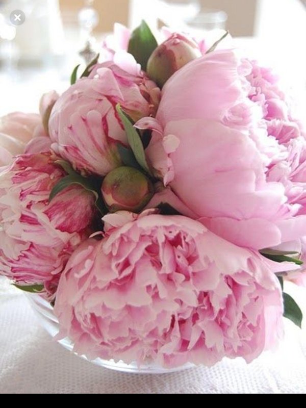 пионы бомбовидные