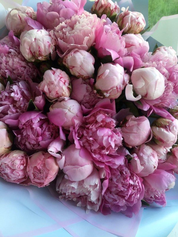 красивые букеты пионов