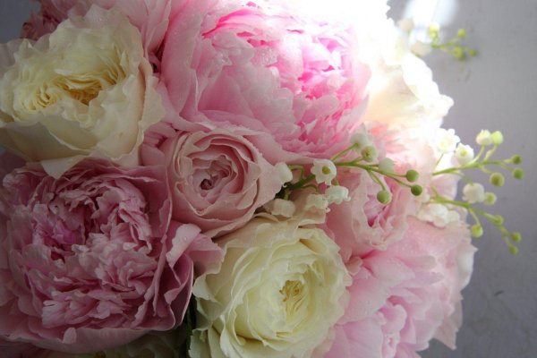 пионовидная роза пиони пинк