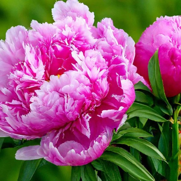 мэни зерпи пион