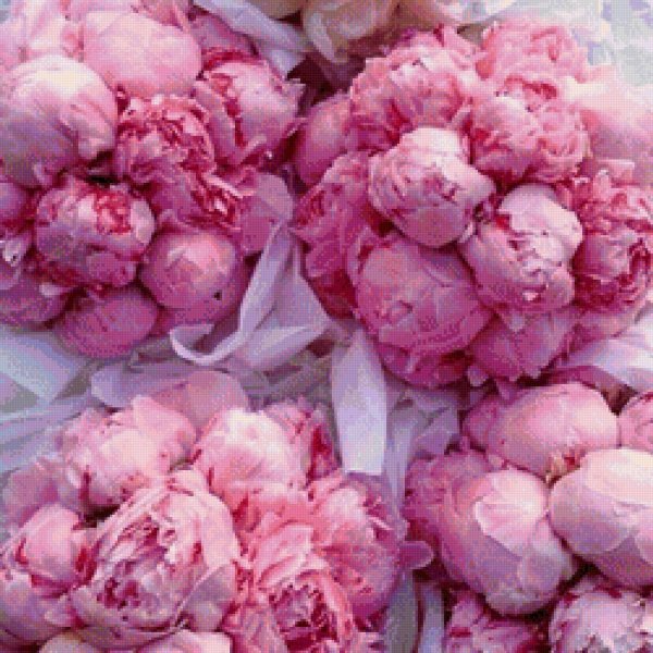 фон с пионами