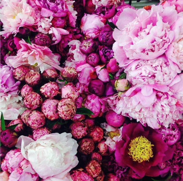 фон с пионами