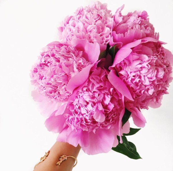 букет розовых пионов
