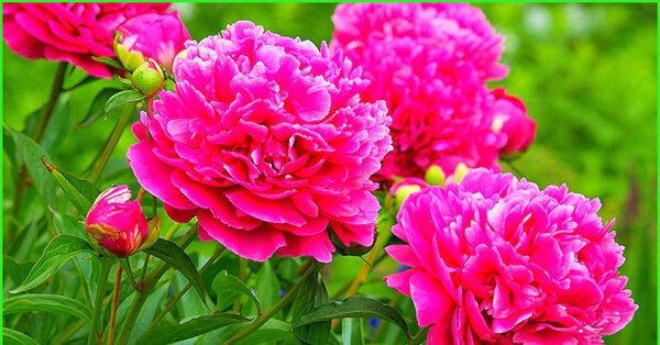 пион травянистый