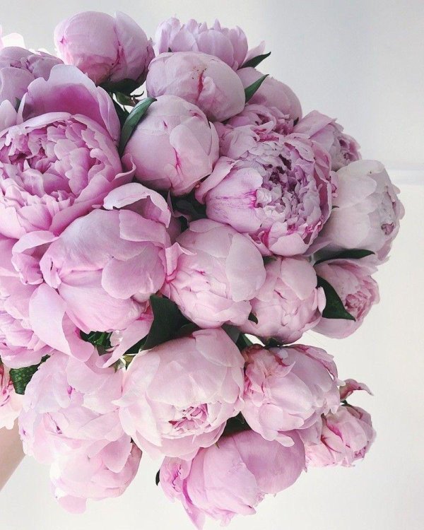 букет розовых пионов