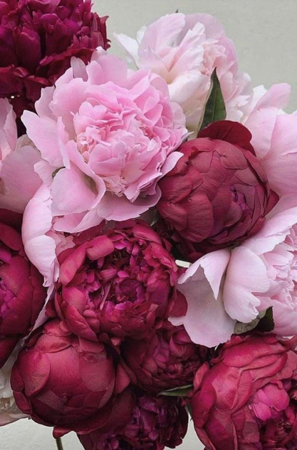 цветок пион