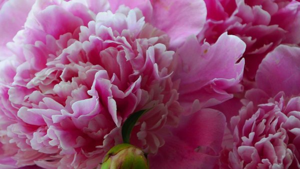 Самые с цветами пионы