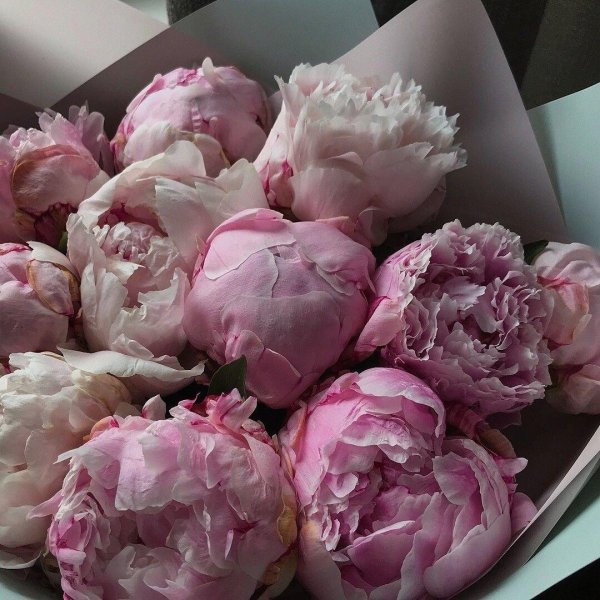 пион нежно розовый