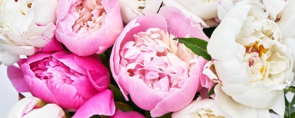 пионовидные тюльпаны