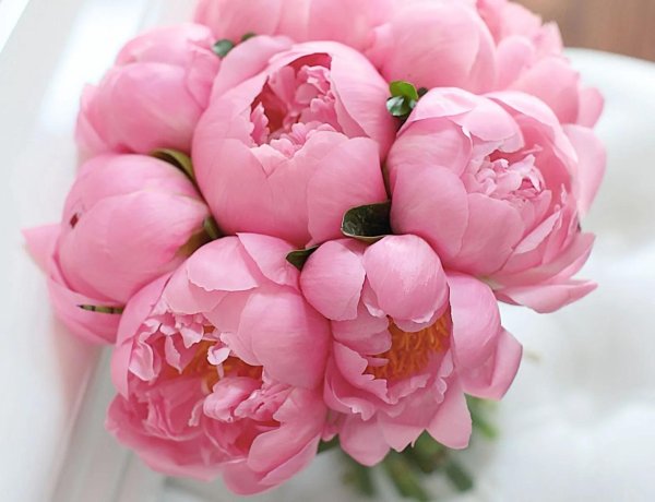 красивая открытка с пионами