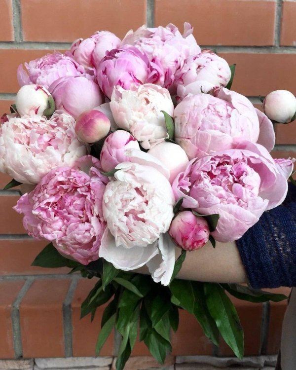 монобукет из пионов