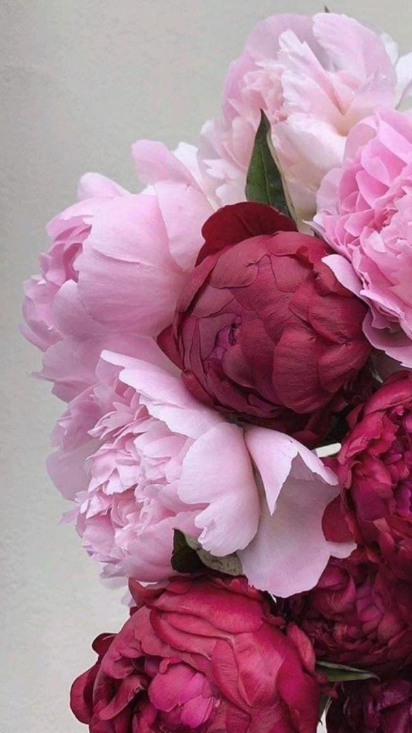 цветок пион