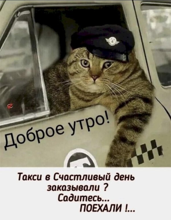 кот таксист