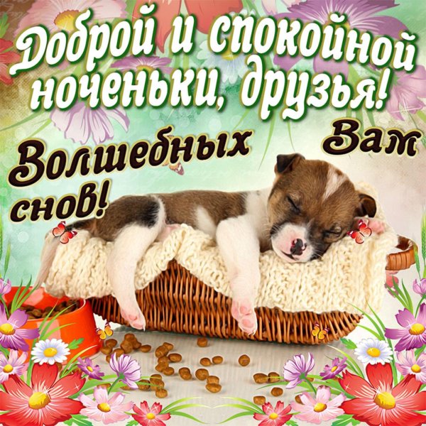 сладких снов собачки