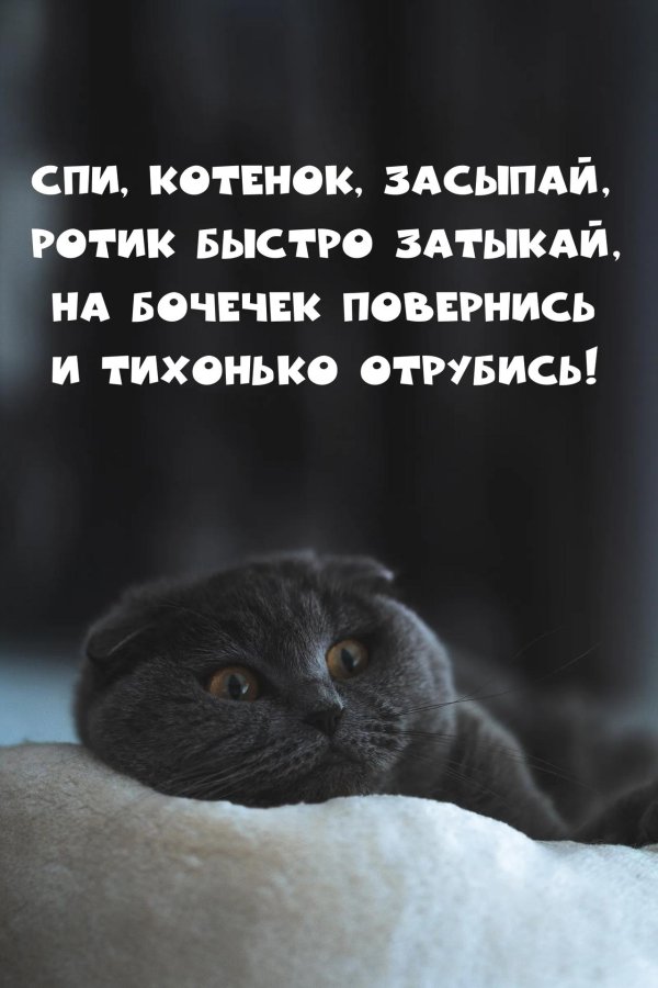 шотландская вислоухая кошка