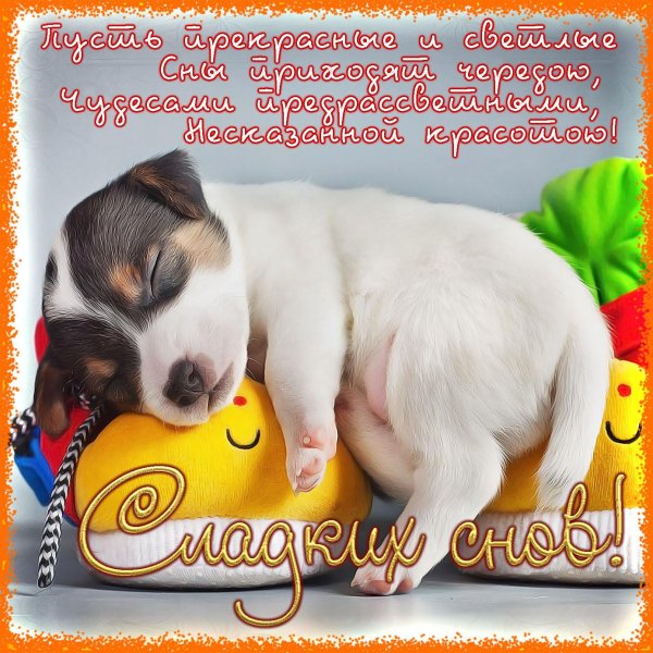 спокойной ночи собачка