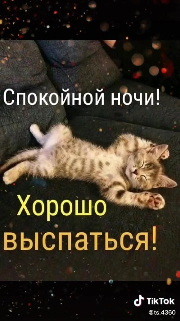 спокойной ночи котик