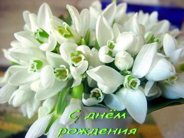 красивые подснежники